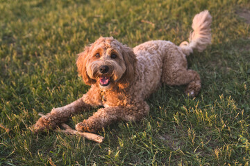 A cute dog at the sunset having fun as a puppy in a park play with wood