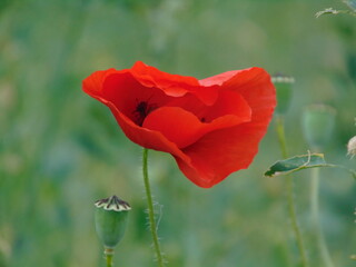 red poppy flower