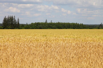Beautiful European rural landscape, farming, ecology. Scenery Golden yellow corn field on blue sky background with green forest stripe on horizon on Sunny summer day
