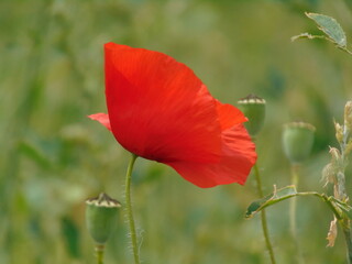 red poppy in a field