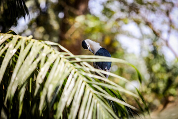 big adult black and white heron clean feathers sitting on green palm tree branch