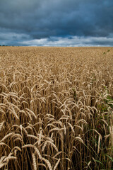 A large field of ripe wheat against the background of the stormy sky