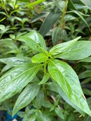 Fresh green kariyat tree in nature garden