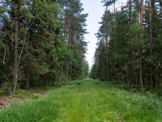 Forest Trail. A road in the woods. A forest alley. Old beautiful trees.