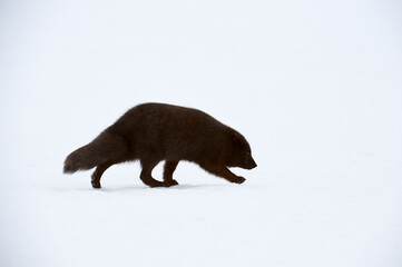 Beautiful blue arctic fox (Alopex lagopus) in the snow.
