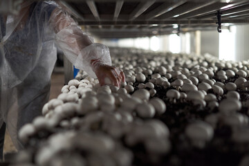 An agricultural holding employee collects champignons in a mushroom greenhouse.