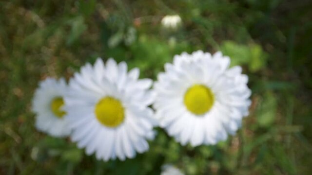 A closer look of the white petals of the daisy flower