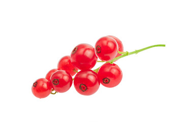 sprig of red currant isolated on white