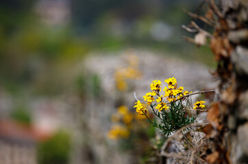 yellow flowers on a rock wall