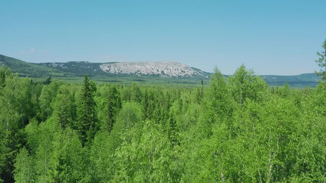 Aerial view of mountain ranges, drone flies over green trees crowns, deep mixed forest in cloudless day. High quality 4k footage