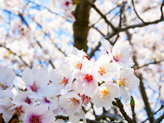 cherry tree blossom