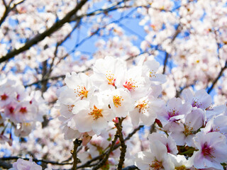 cherry tree blossom
