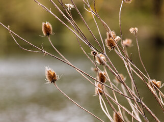 close up of dry grass with bokeh of a lake