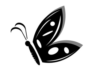 butterfly on a white background