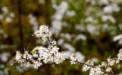 smooth white flowers on a branch in spring bokeh