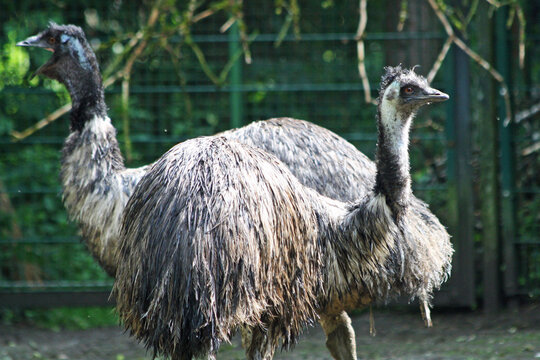 Emu