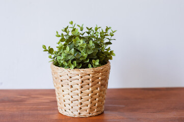 Green plant in a flower pot on a brown wooden table and a white wall. Minimal home design. Used for home decoration.