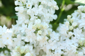 Closeup view of beautiful blooming lilac shrub with white flowers outdoors