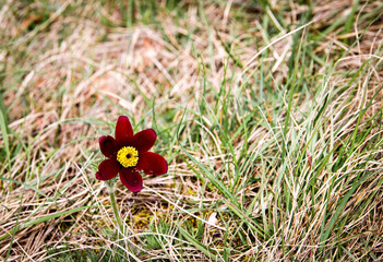 colorful deep red flower blooming yellow in the dry grass