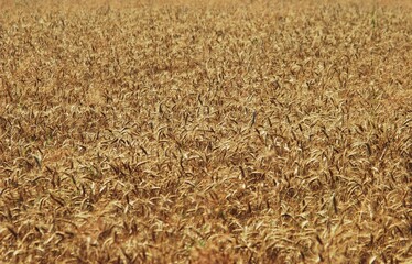 wheat field. rich harvest in agriculture