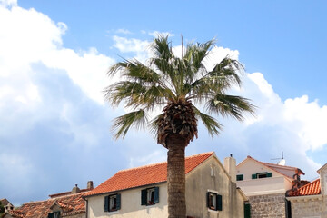 Palm tree and traditional Mediterranean architecture in central Split, Croatia.