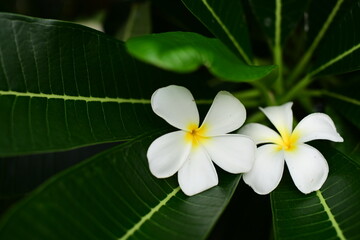 Obraz na płótnie Canvas Gorgeous white flowers