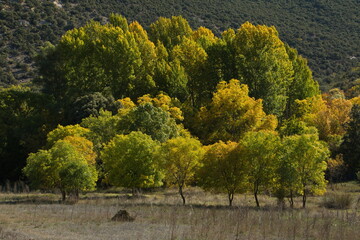 Colorful trees at the hiking track from Aragosa to La Cabrera in park Barranco del Rio Dulce, Guadalajara, Spain

