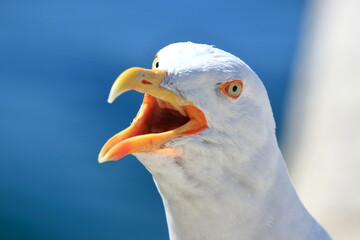Sea gull close up, blue sky in background