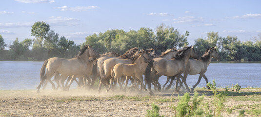 Panorama, Herd of Wild Konik or Polish primitive horse riding against the background of the Danube...