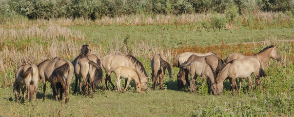 Panorama, Herd of Wild Konik or Polish primitive horse grazes on the Ermakov island