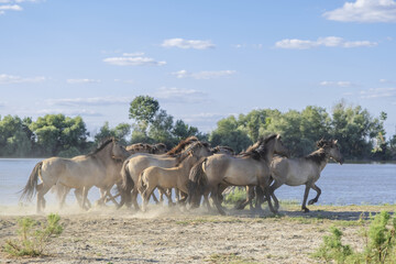 Herd of Wild Konik or Polish primitive horse riding against the background of the Danube river © Andriy Nekrasov