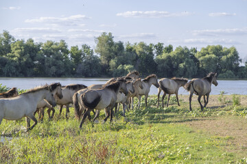 Herd of Wild Konik or Polish primitive horse riding against the background of the Danube river © Andriy Nekrasov