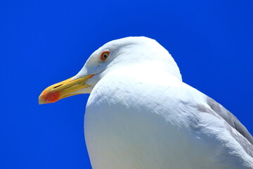 Sea gull close up, blue sky in background