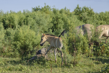 Foal in the herd - Wild Konik or Polish primitive horse. The first three foals were born on Ermakov Island © Andriy Nekrasov