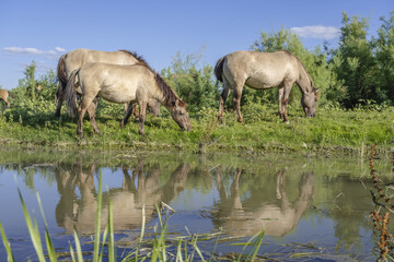 Herd of Wild Konik or Polish primitive horse grazes near the river