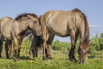 Herd of Wild Konik or Polish primitive horse grazes on the Ermakov island © Andriy Nekrasov