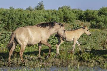Obraz na płótnie Canvas Foal in the herd - Wild Konik or Polish primitive horse. The first three foals were born on Ermakov Island