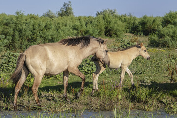 Naklejka na ściany i meble Foal in the herd - Wild Konik or Polish primitive horse. The first three foals were born on Ermakov Island