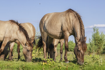 Obraz na płótnie Canvas Herd of Wild Konik or Polish primitive horse grazes on the Ermakov island