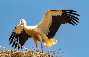 Young storks in Cristian, Romania