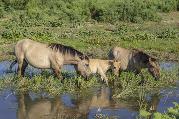 Foal in the herd - Wild Konik or Polish primitive horse at the watering hole. The first three foals...