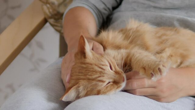 Woman is stroking cute ginger cat on her knees. Fluffy pet purring with pleasure. Cozy home.