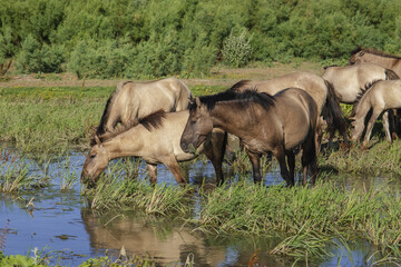 Herd of Wild Konik or Polish primitive horse at the watering hole
