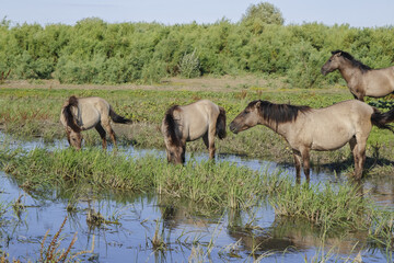 Herd of Wild Konik or Polish primitive horse at the watering hole