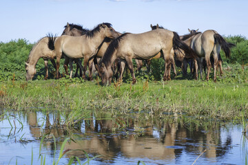 Herd of Wild Konik or Polish primitive horse grazes near the river © Andriy Nekrasov
