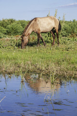 Herd of Wild Konik or Polish primitive horse grazes near the river
