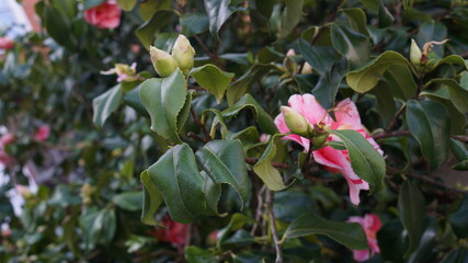 Vertical blooming camellia flowers in an old English park