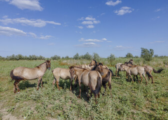 Aerial view on herd of Wild Konik or Polish primitive horse grazes on the Ermakov island