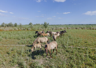 Aerial view on herd of Wild Konik or Polish primitive horse on Ermakov island