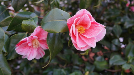 Vertical blooming camellia flowers in an old English park